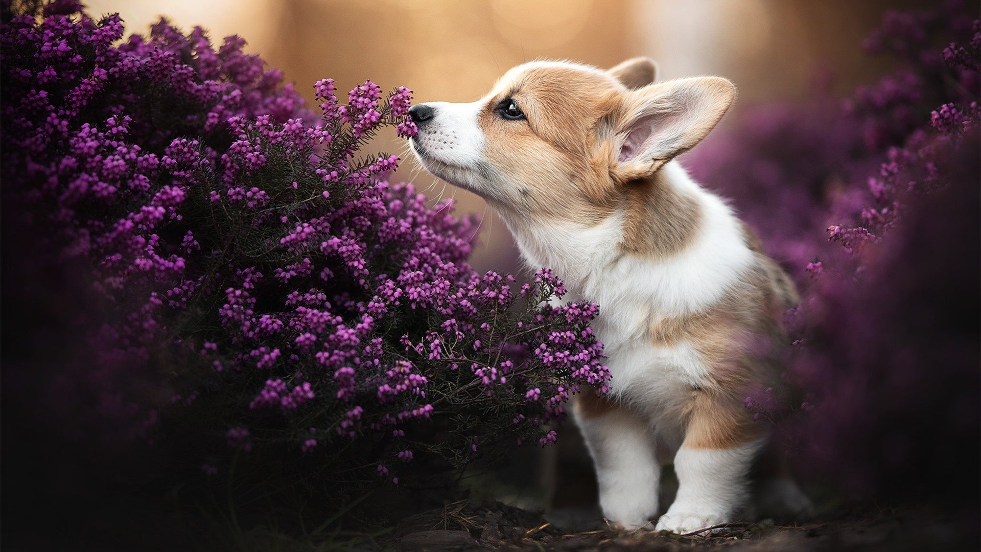 乐鱼-热火关键战突围新疆队，拉文带动全队节奏